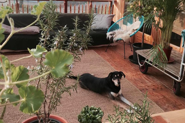 Casa sustentável dentro de estufa